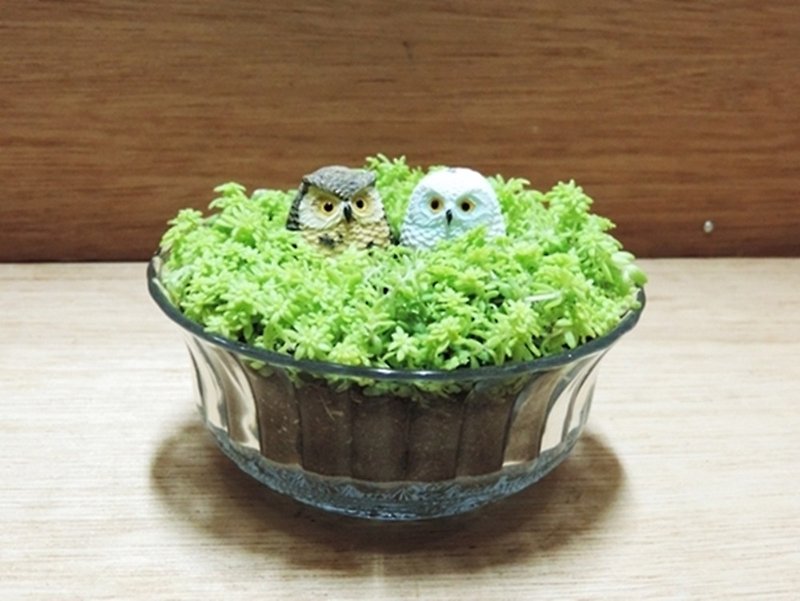 Department of Nursing ‧ Owl Nest [Limited Sale] - ตกแต่งต้นไม้ - พืช/ดอกไม้ 