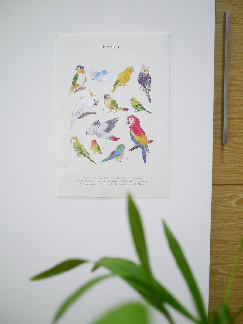 parrot animal poster - โปสเตอร์ - กระดาษ 