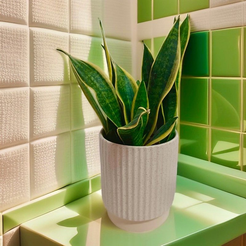 [Sansevieria orchid] Gift-shaped potted plant, air-purifying home decoration, Feng Shui plant indoor and outdoor - ตกแต่งต้นไม้ - พืช/ดอกไม้ 