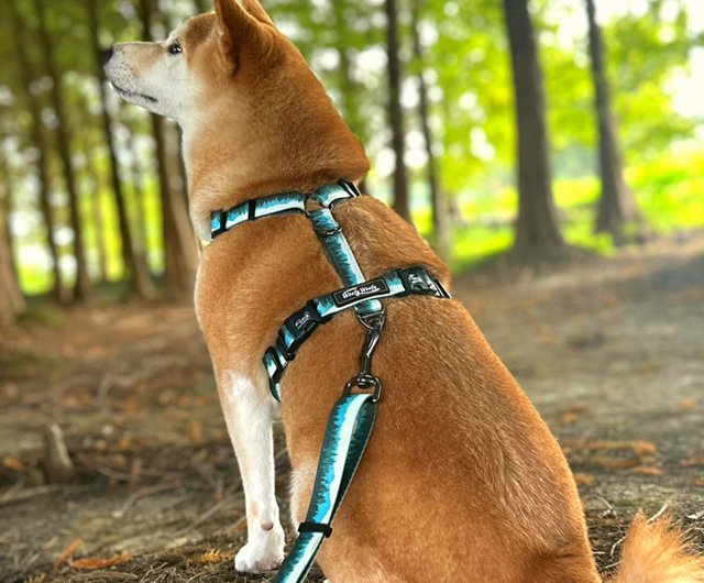 Rok dog outlet harness