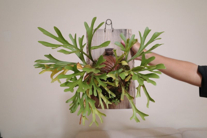 Asian monkey brain staghorn fern/staghorn fern/upper plate plant - Plants - Plants & Flowers 