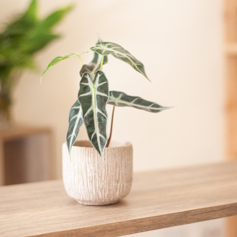 小仙女觀音蓮 - 盆栽/植栽 - 植物．花 綠色