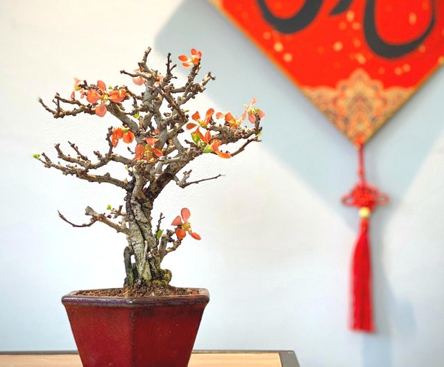 長壽梅(赤花) Japanese Quince (Red Flower) - 設計館盆景星球Bonsai