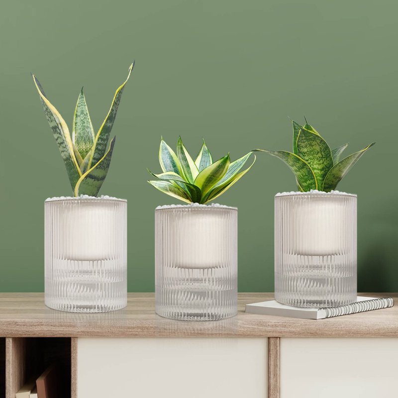 Super air purification group Sansevieria three pots - ตกแต่งต้นไม้ - พลาสติก สีเขียว