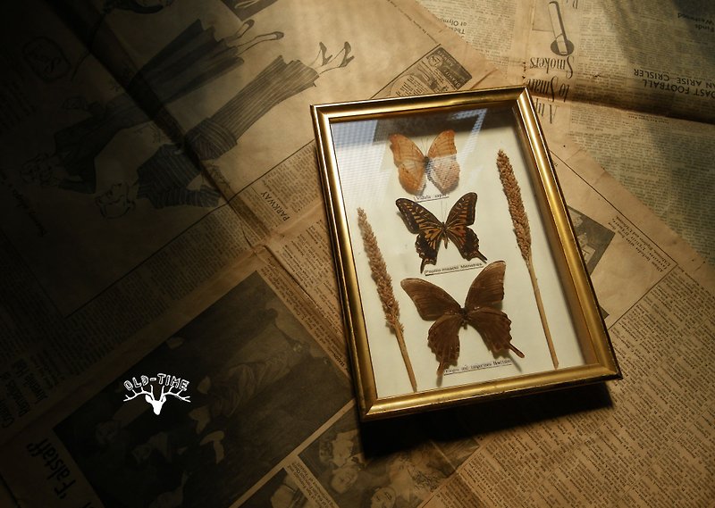 [Old Time OLD-TIME] Early Taiwanese Butterfly Specimen - Items for Display - Other Materials 
