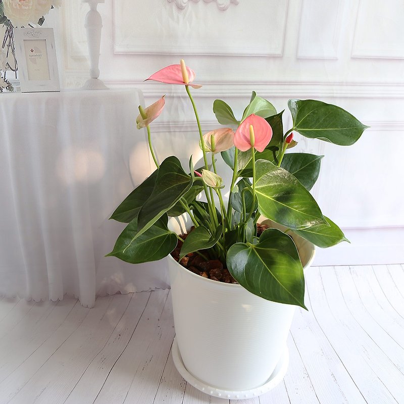 Muji style potted plant*PD85/Bella pink flamingo/large pot/wedding small items/exchange gift/opening gift - ตกแต่งต้นไม้ - พืช/ดอกไม้ 