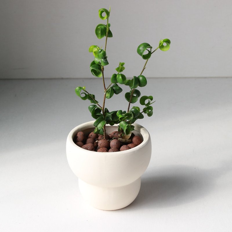 鉢植えの植物を植える l カーリーリーフフィカスがとてもかわいい、カーリーハートフィカス屋内植物オフィス鉢植え - 観葉植物 - 陶器 