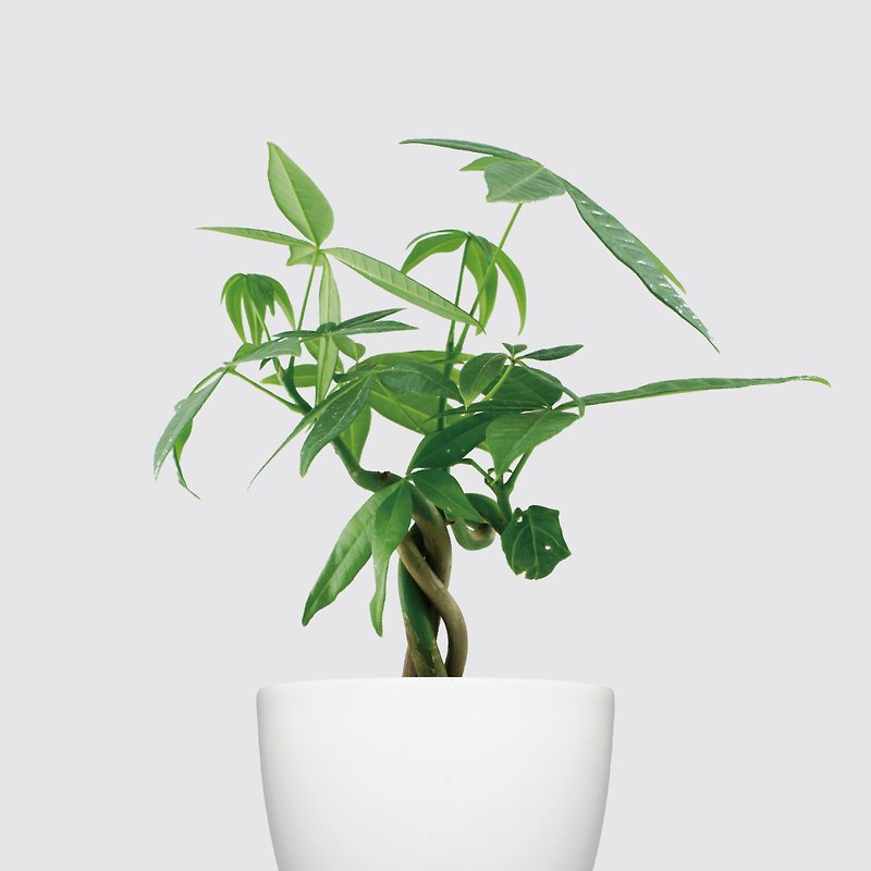 │XILIシリーズ│フォーチュンツリー-風水ラッキー自動給水 - 観葉植物 - 寄せ植え・花 ホワイト