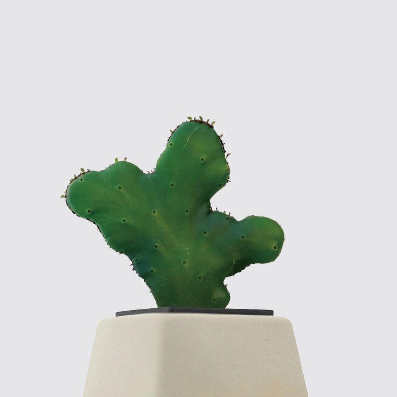 │ Square Pot Series│Coral Euphorbia - Succulent Hydroponic Potted Ceramic Pot - Plants - Plants & Flowers 
