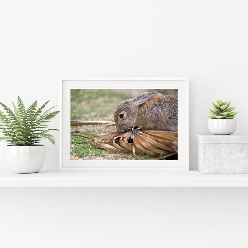 Rabbit Photography Giclee Works - A Hard-won Taste - โปสเตอร์ - กระดาษ 