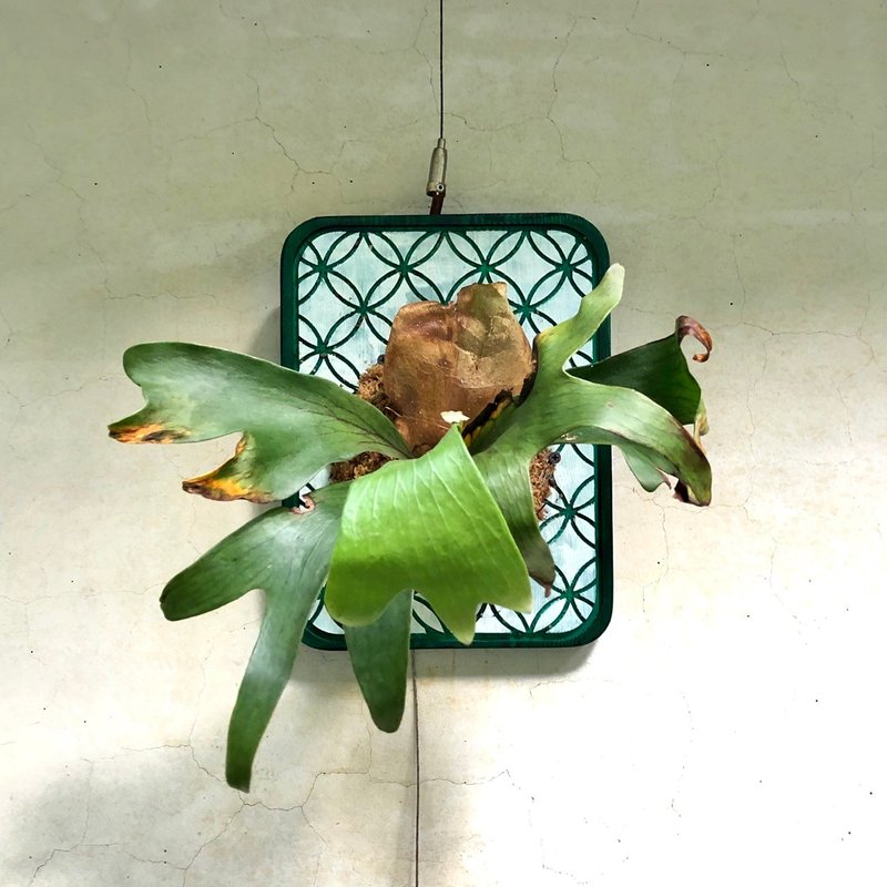 鹿角蕨/上板鹿角蕨/植栽佈置/送禮祝賀/七寶錢幣紋板/掛牆植栽 - 盆栽/植栽 - 植物．花 綠色