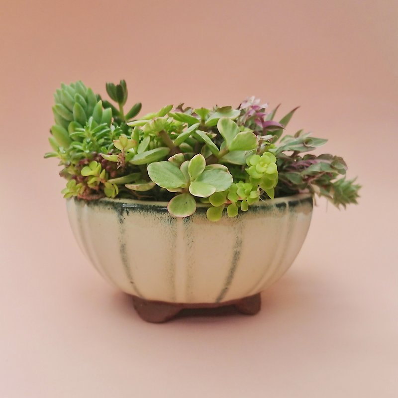 Hearty meat bowl - Plants - Plants & Flowers White