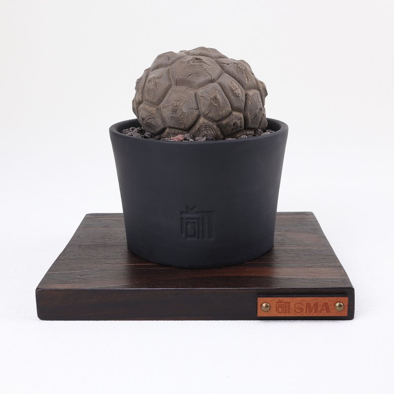 龜甲龍B 無葉/仿生植物/塊根/居家擺飾/水泥飾品 - 擺飾/家飾品 - 水泥 
