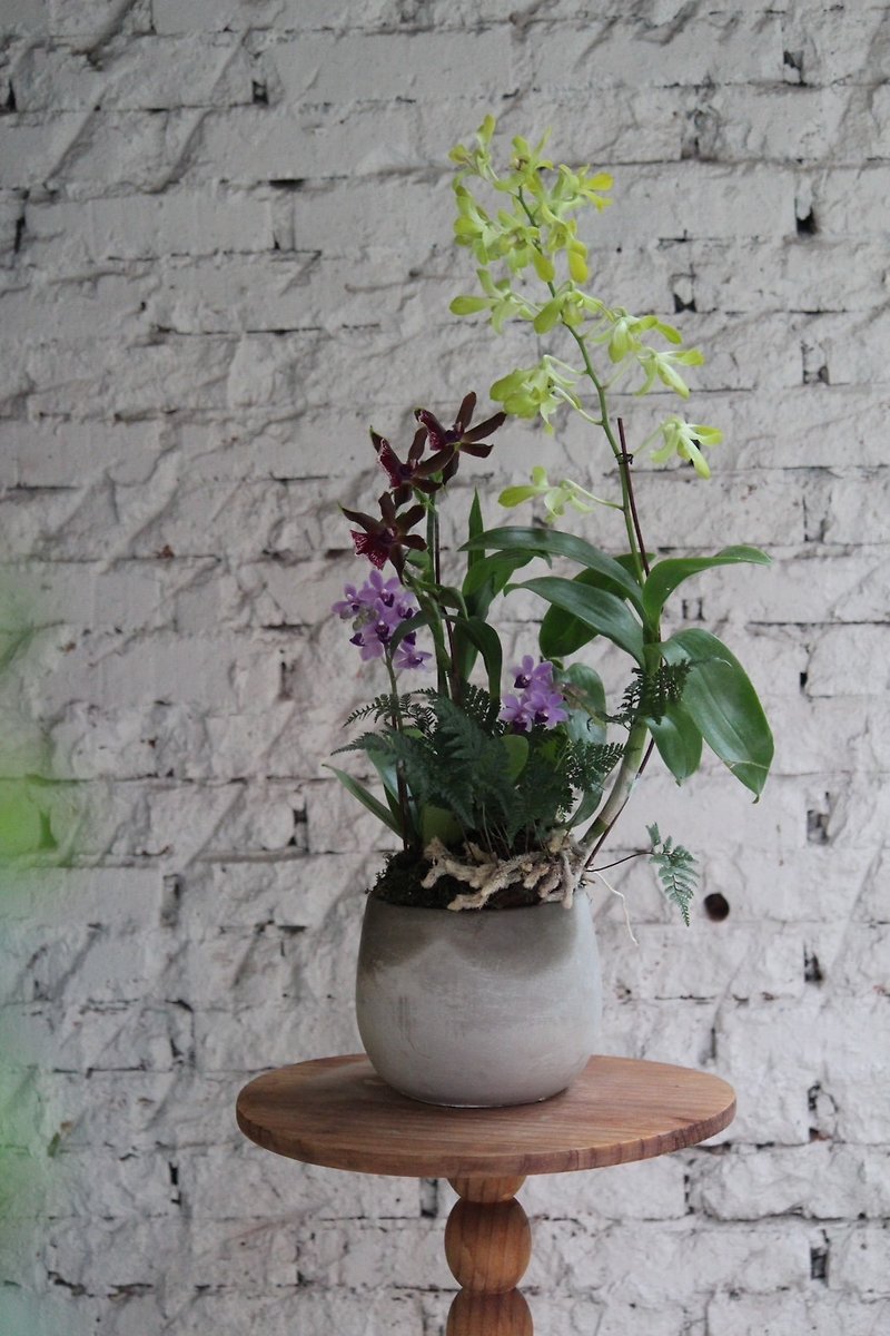 [Celebration] Phalaenopsis Potted Plants/Planting/Opening Flower Ceremony/Housewarming Flower Ceremony/Home Greening - Plants - Plants & Flowers Multicolor