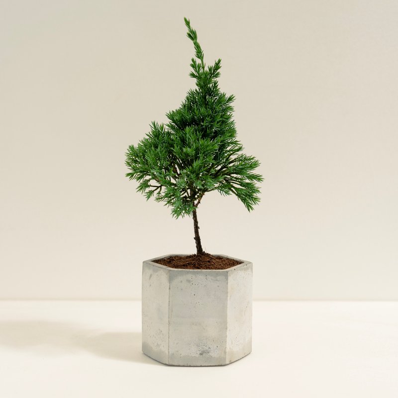 True cypress│Clay work series│Fortune planted - Plants - Cement Green