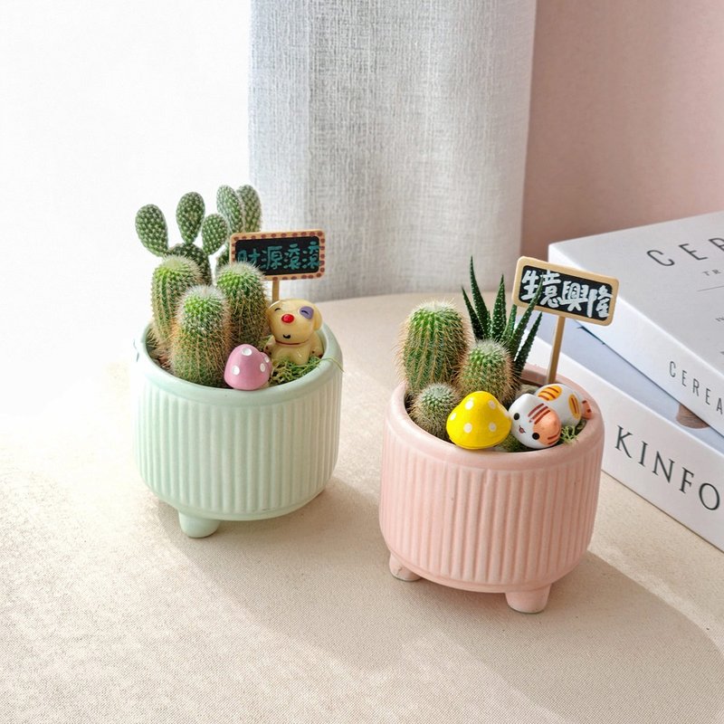 PD151 succulent cactus potted plant/office potted plant gift small potted plant - Plants - Plants & Flowers 