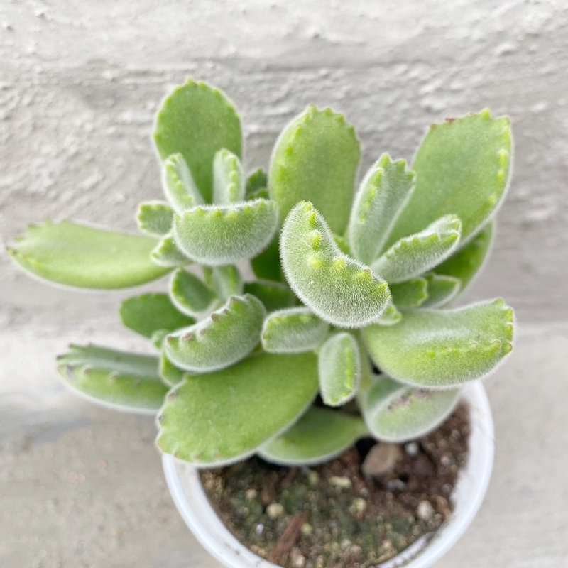 [Doudou Succulents] [Taiwan Green Bear] Housewarming│Gifts│Promotion│Succulents - Plants - Plants & Flowers 