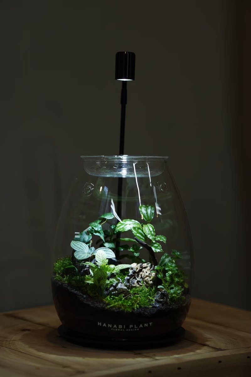 [Customized] Fernxing Classic Ecological Bottle-Classic Dragon Egg - Plants - Glass 