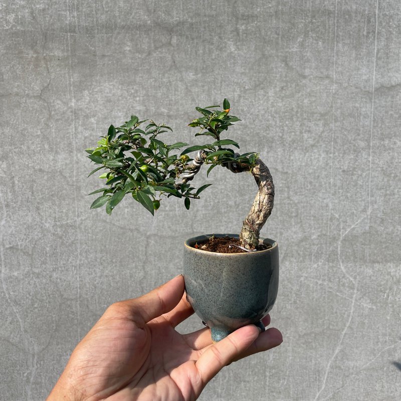 小品盆栽-李氏櫻桃 盆景 送禮 結果中 - 盆栽/植栽 - 植物．花 