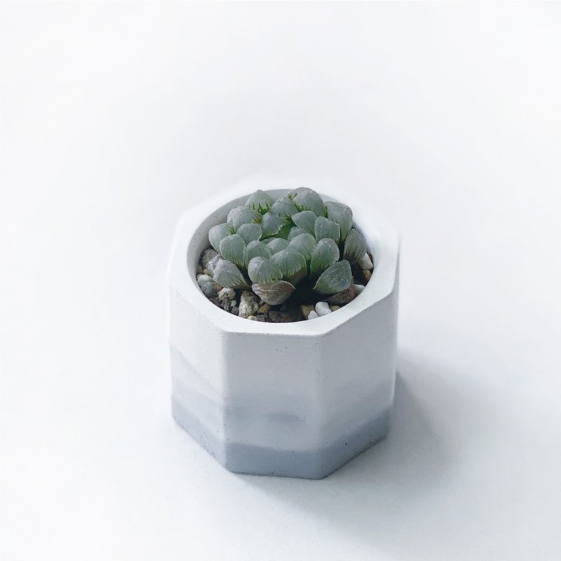 (現貨) 莫蘭迪紫系列 | 姬玉露 小八角形漸層水泥多肉植栽 - 盆栽/植栽 - 植物．花 紫色