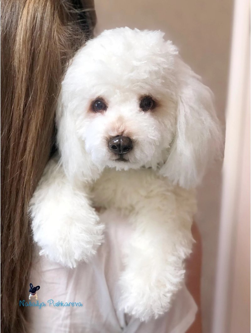 White poodle dog, realistic toy - ตุ๊กตา - เส้นใยสังเคราะห์ ขาว