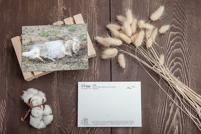 ウサギの写真ポストカード - Sweet Dreams - カード・はがき - 紙 カーキ