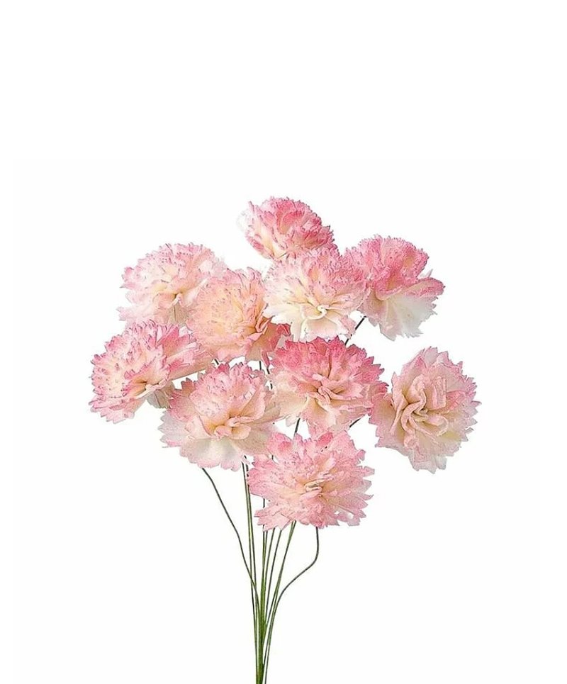 HUA Li Deeply Loves and Admires Sora Carnation - ช่อดอกไม้แห้ง - พืช/ดอกไม้ 