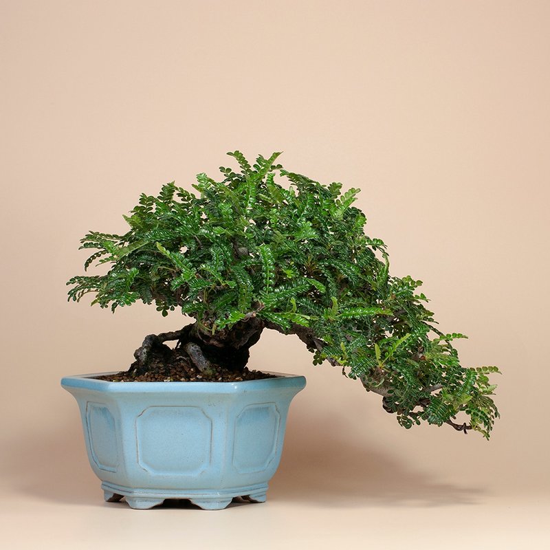 【日本植物】禪意盆栽 送禮推薦 雅緻生活 - 植栽/盆栽 - 植物．花 