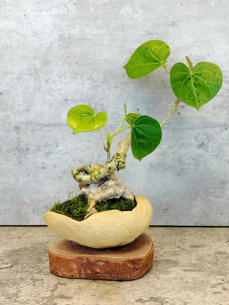手捏砂黃石陶盆-附石黃堇 - 盆栽/植栽 - 植物．花 