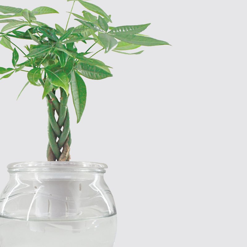 │ Glass Series│ Weaving Fortune Tree- Malabar Chestnut Feng Shui Lucky Hydroponic Potted Plant - ตกแต่งต้นไม้ - พืช/ดอกไม้ 