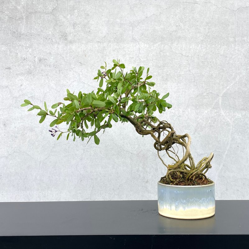 小品盆栽-鈴薩姆 盆景 送禮 - 盆栽/植栽 - 植物．花 