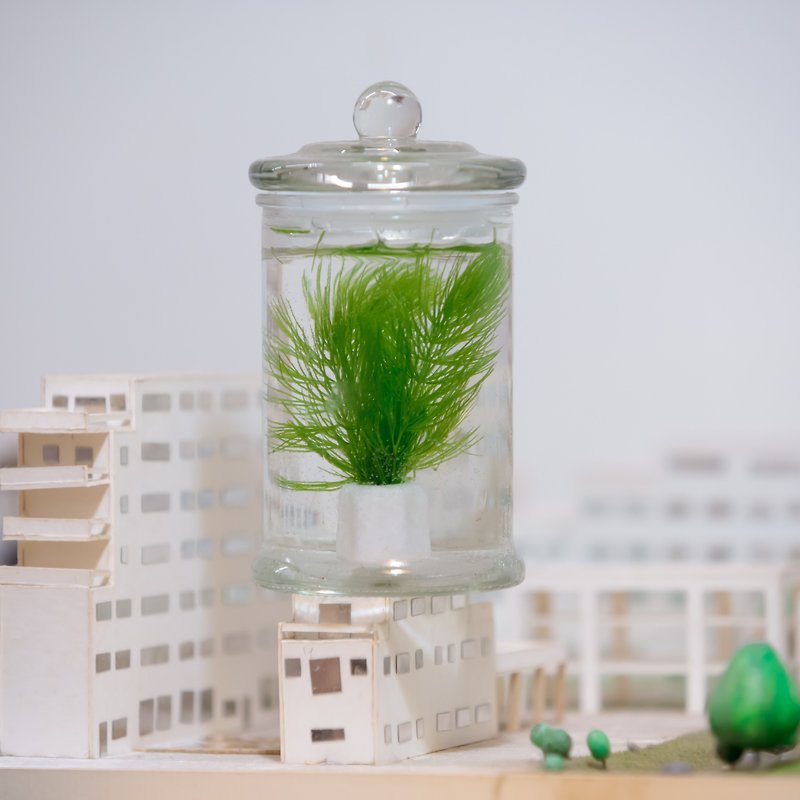 小標本罐養水草【植物保固】 禮物 - 植栽/盆栽 - 玻璃 綠色