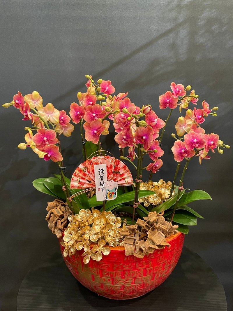 Little Kumquat Phalaenopsis NEW YEAR-21 - Plants - Plants & Flowers 