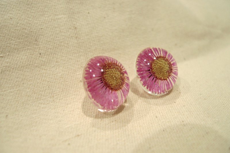 Small daisy dry flower real flower resin sterling silver earrings only large - ต่างหู - เรซิน หลากหลายสี