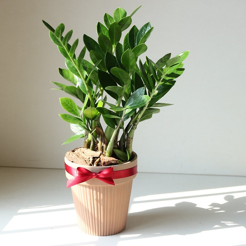 Plant potted plants l Money tree is the first choice for gift giving, indoor plants and office potted plants - ตกแต่งต้นไม้ - ดินเผา 