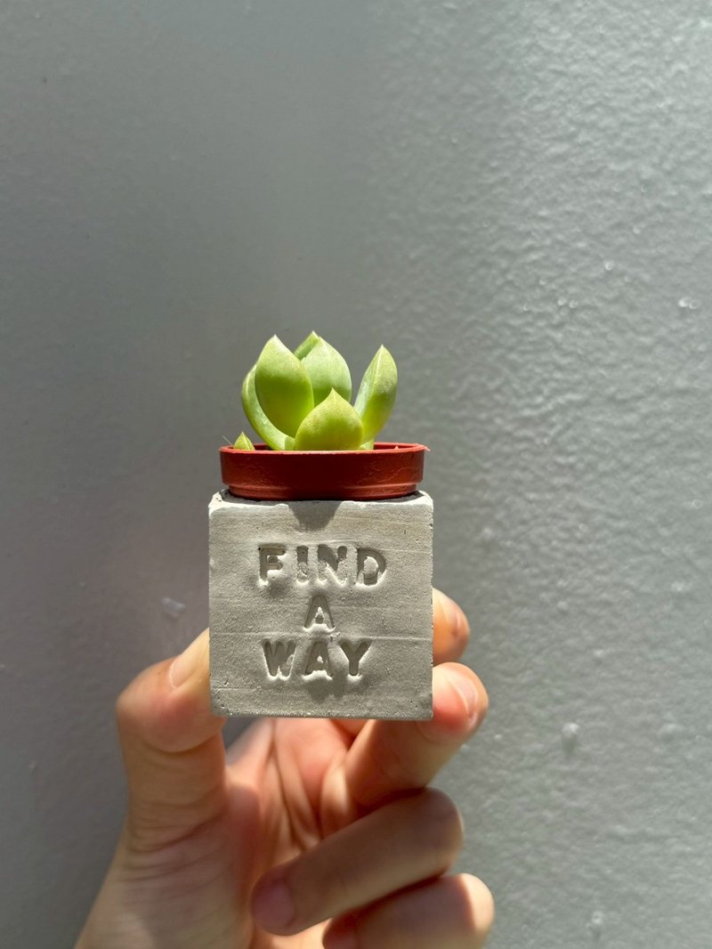 Find a way 找到自己的路～!多肉磁鐵盆栽 - 盆栽/植栽 - 水泥 灰色