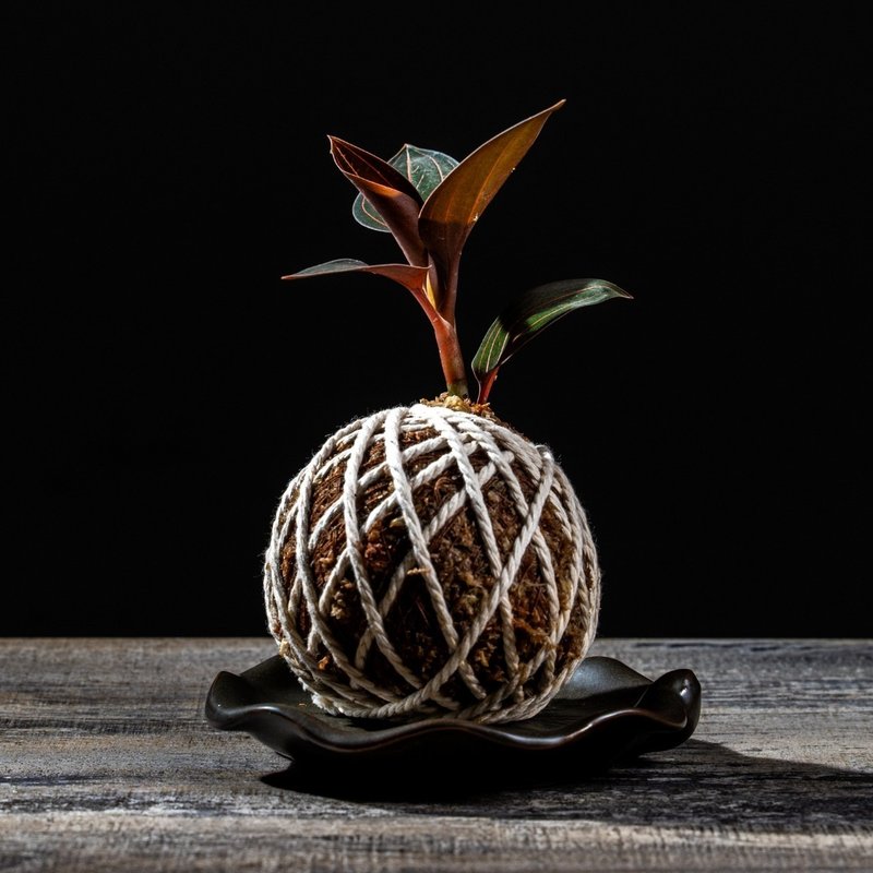 彩葉蘭苔球 苔球植物 苔玉 適合室內植物 辦公室植物 交換禮物 - 盆栽/植栽 - 植物．花 