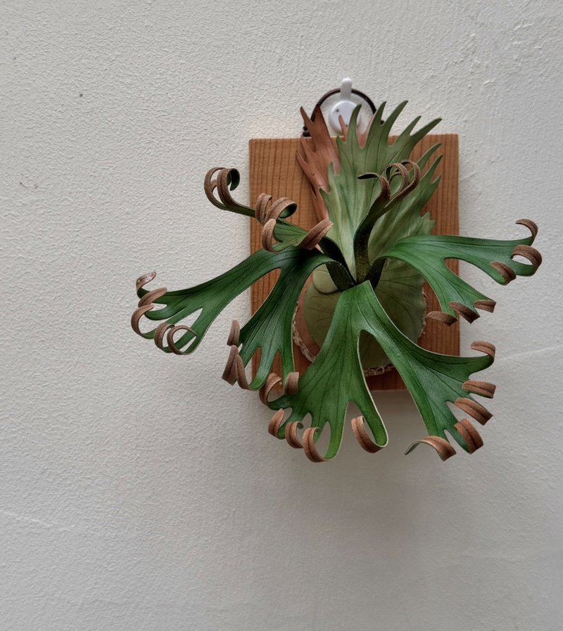 P. Foongsiqi 捲捲鹿_皮革鹿角蕨 - 擺飾/家飾品 - 真皮 