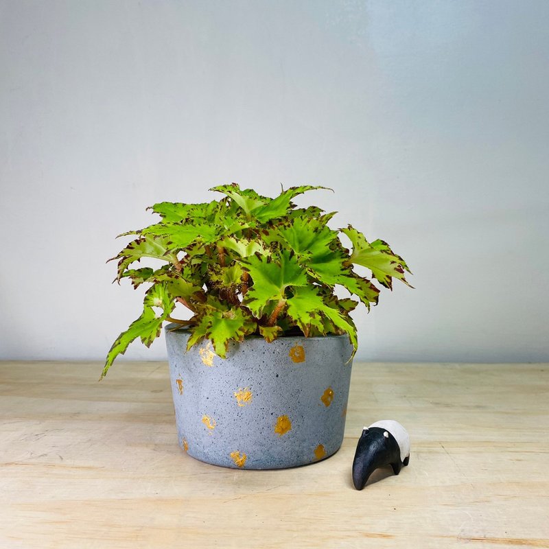 限量單品 手作厚實單品灰色金點水泥盆 - 盆栽/植栽 - 水泥 灰色