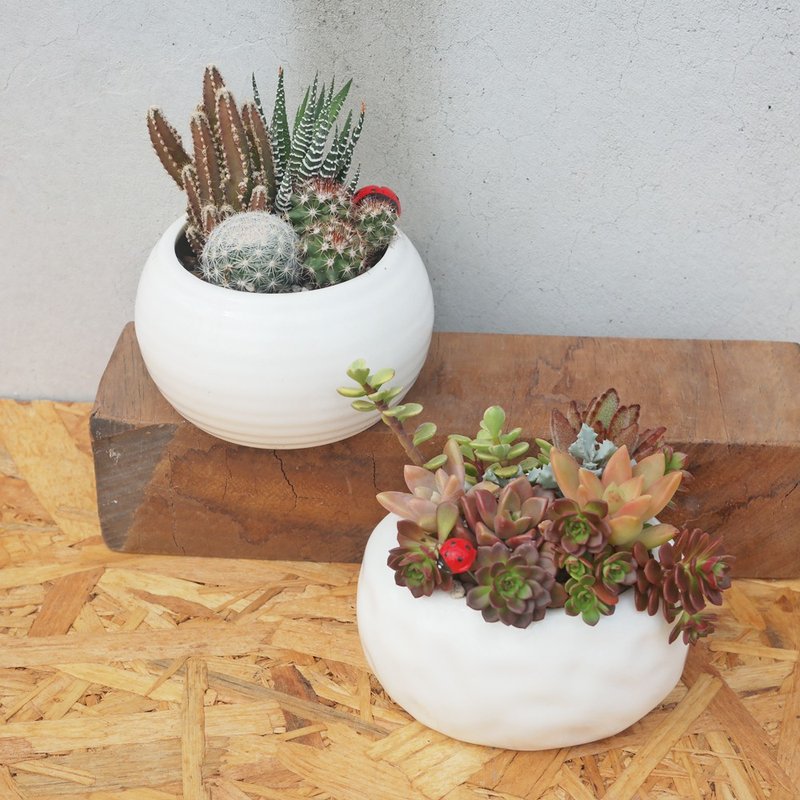 [Doudou Succulent] [White Porcelain Succulent Planting Combination] Housewarming│Gifts│Promotion│Succulents - ตกแต่งต้นไม้ - เครื่องลายคราม 