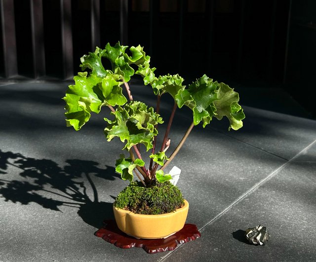 フル牡丹 ツワブキ∣ 多鶏風珍しい山野草 - ショップ mu bonsai 観葉植物 - Pinkoi