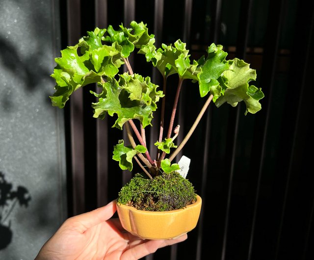 フル牡丹 ツワブキ∣ 多鶏風珍しい山野草 - ショップ mu bonsai 観葉植物 - Pinkoi