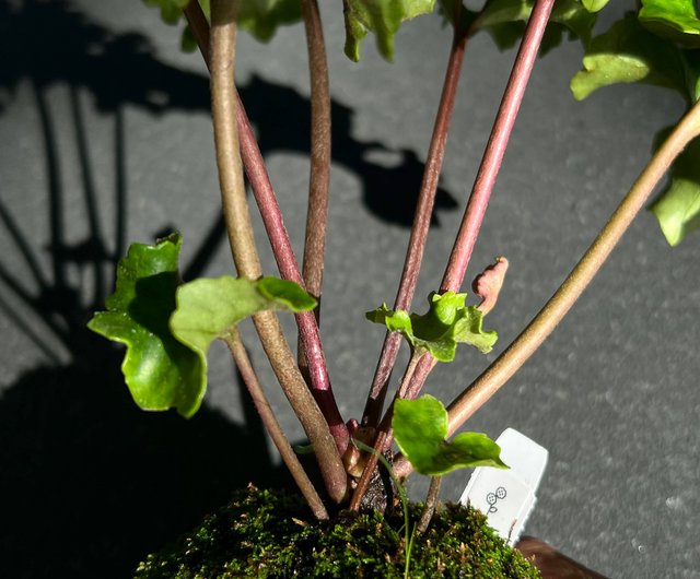 ☆英晃園☆ 山野草 斑入り 白大覆輪 ツワブキ 白翠冠 - 鉢植え