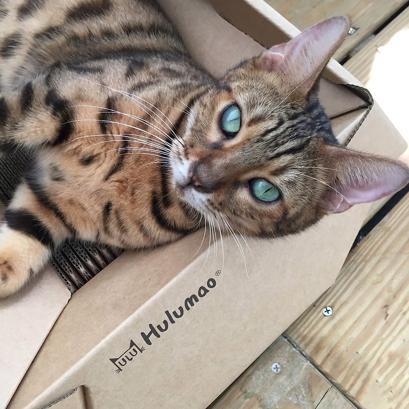 Hulumao 貓傢俱任選二件 - 貓跳台/貓抓板 - 紙 卡其色