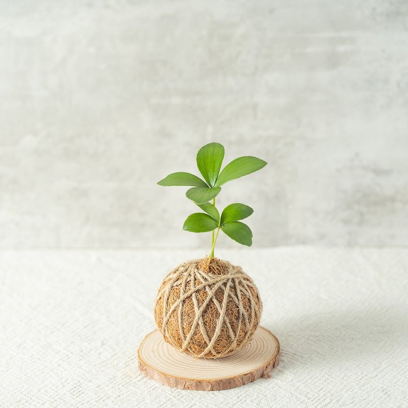 【水苔球植物】幸運草鐵樹-室內植物/觀葉植物/送禮 - 盆栽/植栽 - 植物．花 綠色