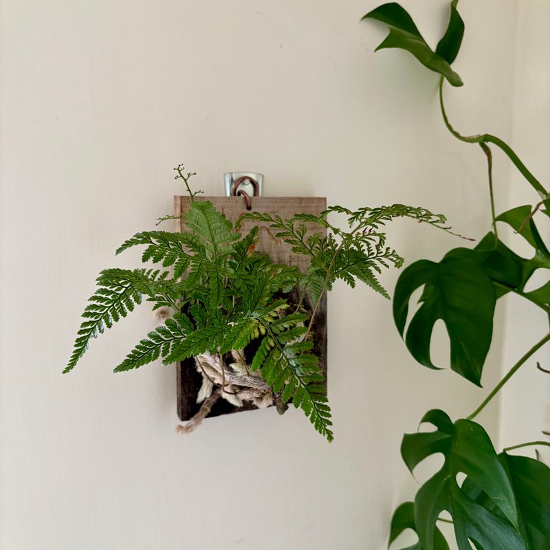 企業團體課程 | 蕨類植物上板 - 植栽/花藝 - 植物．花 