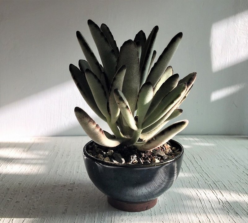 ピュアまれな陶器の鉢植えの鉢植え - 観葉植物 - 陶器 ブラック