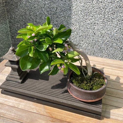 ミニチュア鉢植え - アセロラチェリー盆栽ギフト - ショップ