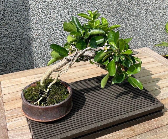 ミニチュア鉢植え - アセロラチェリー盆栽ギフト - ショップ