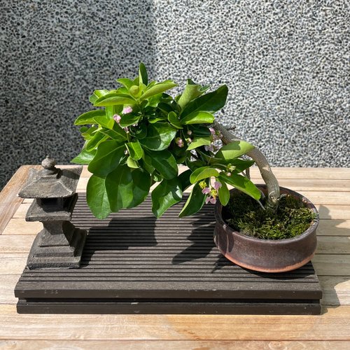 ミニチュア鉢植え - アセロラチェリー盆栽ギフト - ショップ